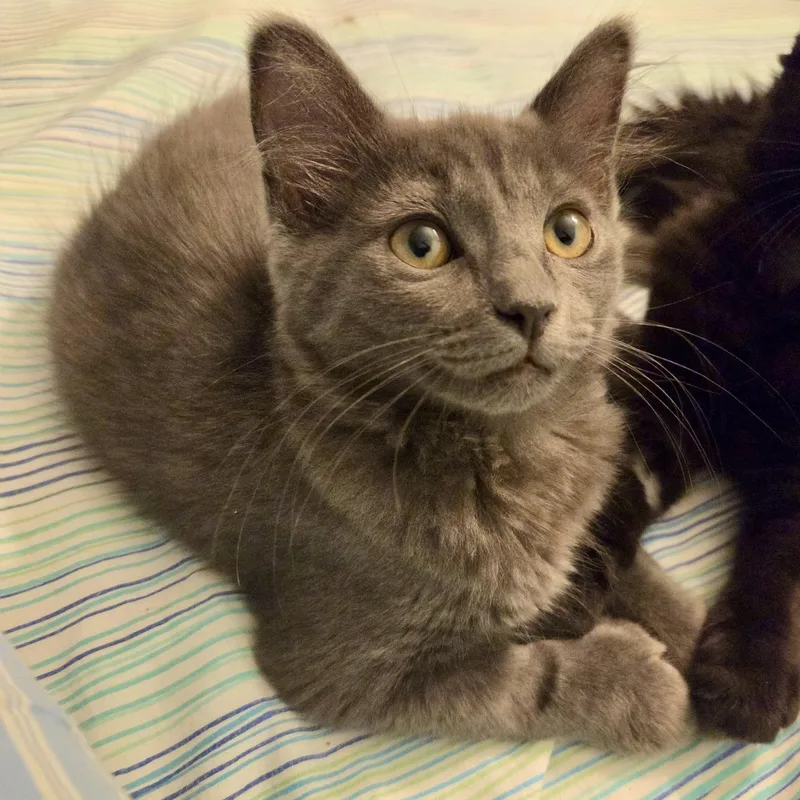 A baby medium-sized female Gray / Blue / Silver Domestic Short Hair cat named Glacier for adoption in Irvine, CA