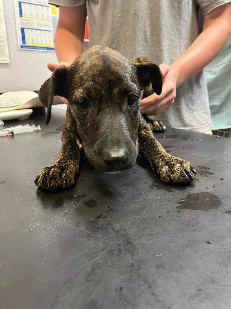 A baby medium-sized female Terrier dog named Eclair for adoption in New Braunfels, TX