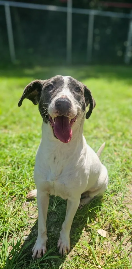A baby medium-sized female Labrador Retriever dog named Raisin for adoption in New Bern, NC