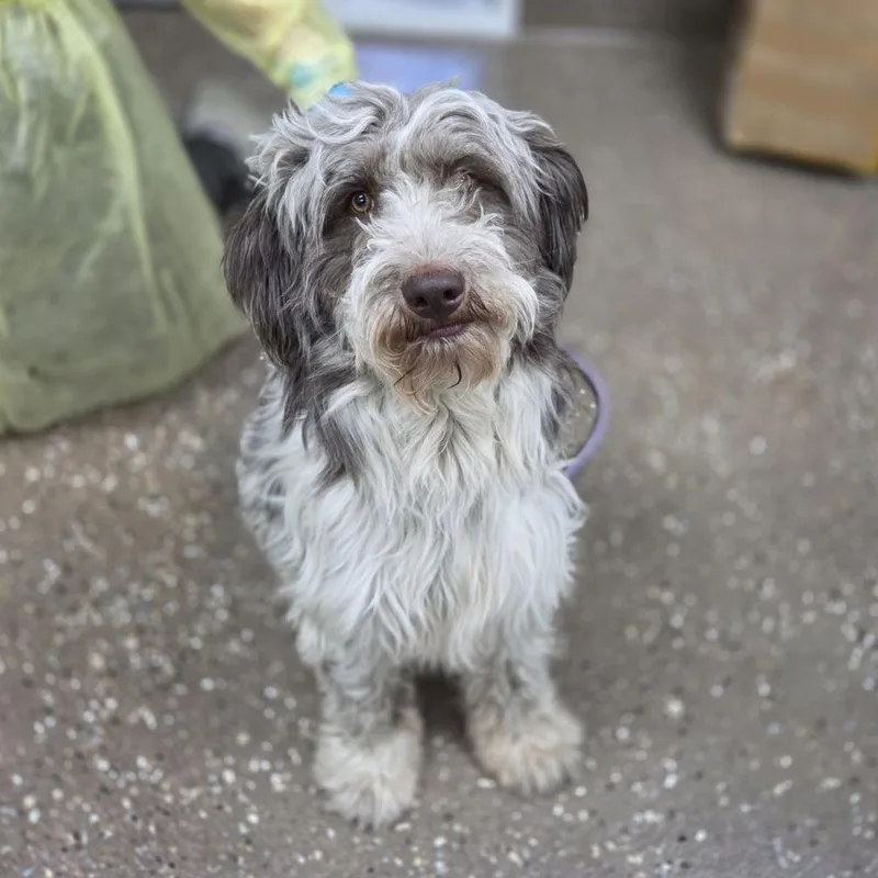 An adult medium-sized male Gray / Blue / Silver Sheep Dog dog named Sabbath for adoption in Incline Village, NV