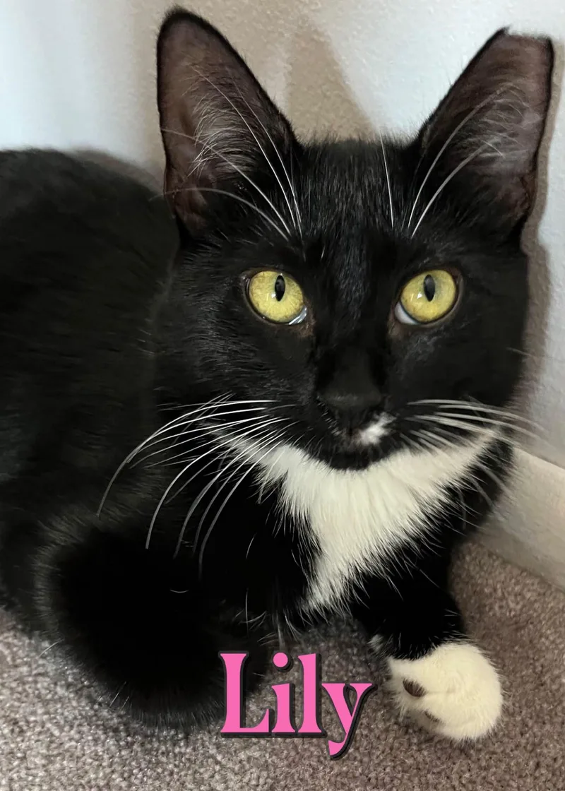 A baby medium-sized female Black & White / Tuxedo Domestic Short Hair cat named Lily for adoption in Spring Lake, NJ