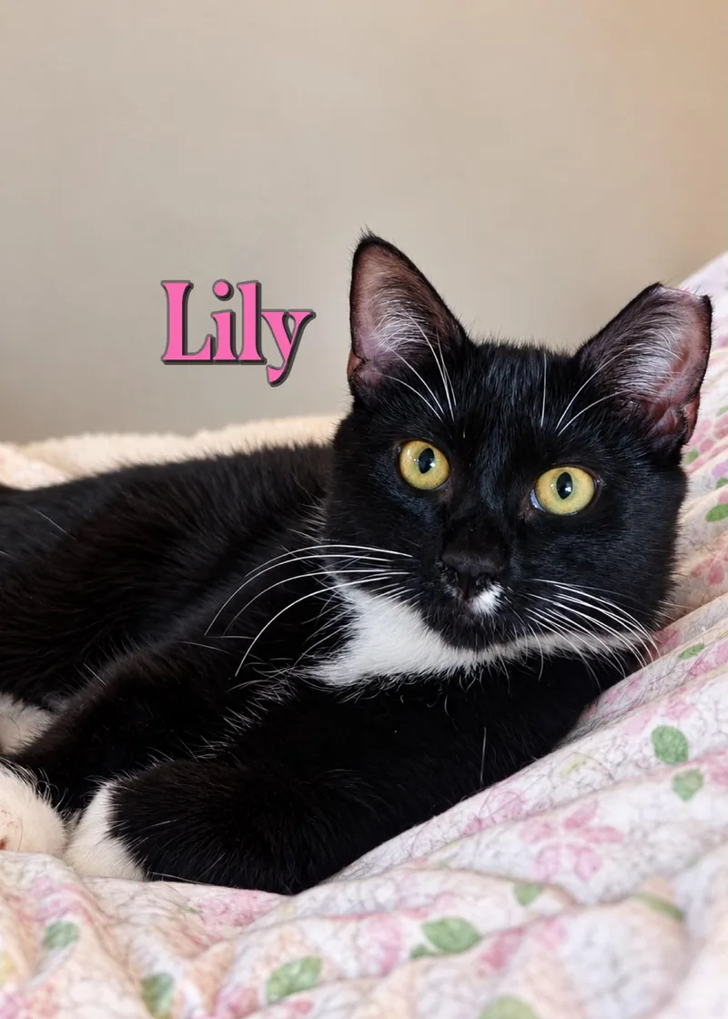 Lily thumbnail 2