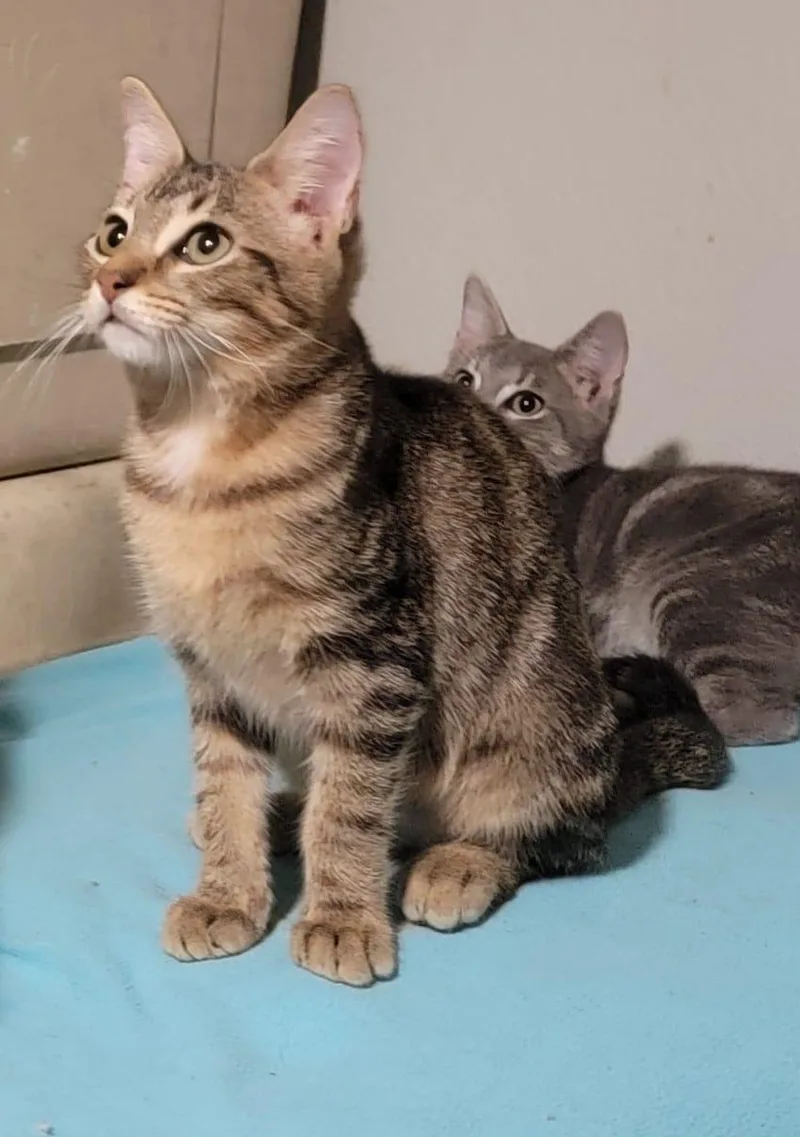 A young medium-sized female Tabby (Brown / Chocolate) Domestic Short Hair cat named Swifty for adoption in Houston, TX
