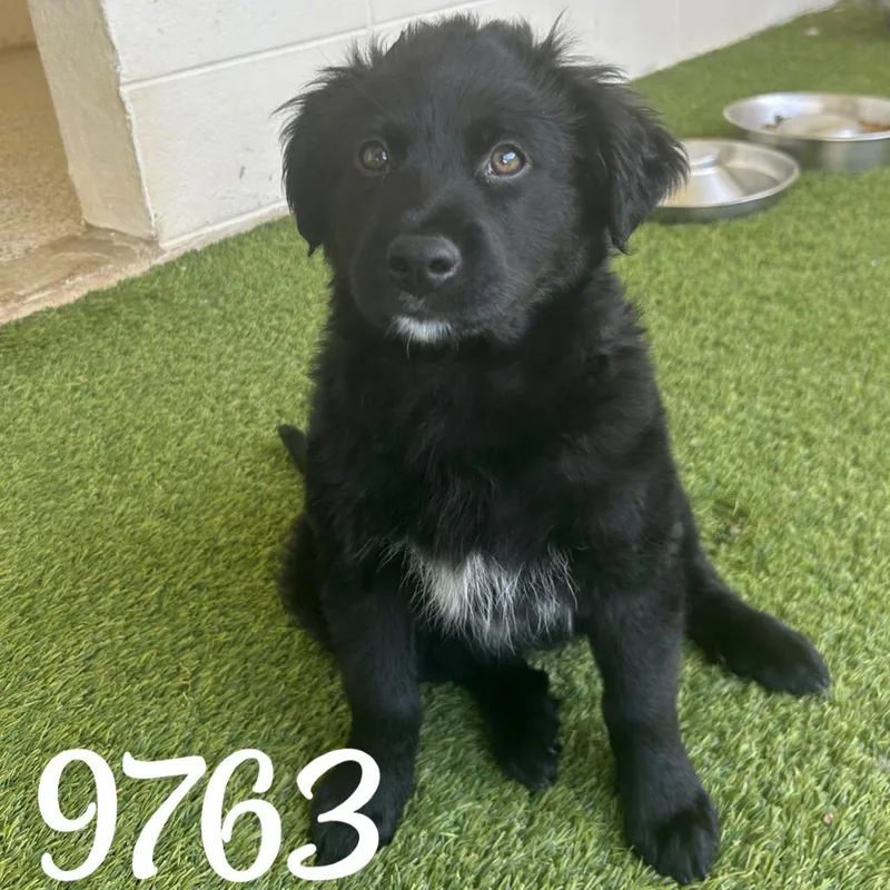A baby small-sized male Black Mixed Breed dog named Jet for adoption in LOXAHATCHEE, FL