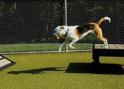A young large-sized male Pit Bull Terrier dog named Dewy for adoption in Fishers, IN
