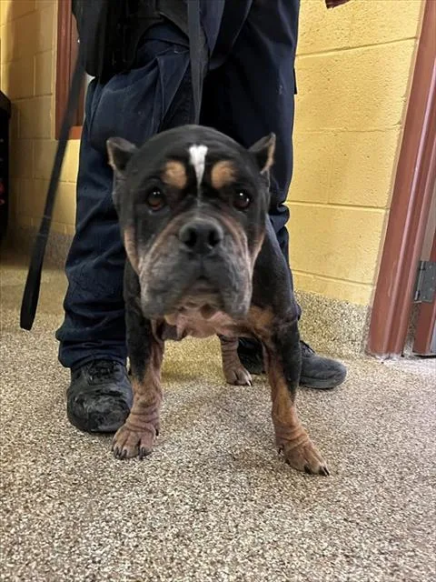 An adult medium-sized female American Bulldog dog named Harper for adoption in Thousand Palms, CA