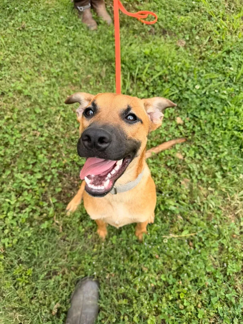 A baby large-sized male Black Mouth Cur dog named Ranger for adoption in Westport, CT