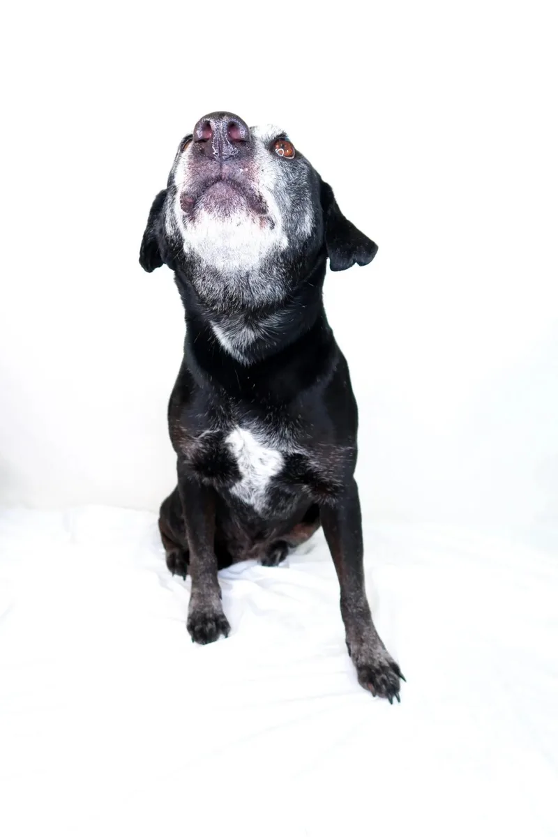 A senior medium-sized female Black Labrador Retriever dog named Ruthie for adoption in Bixby, OK