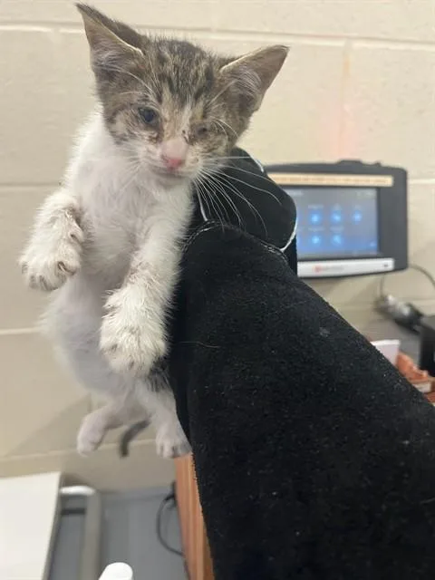 A baby small-sized male Domestic Short Hair cat named Moe for adoption in Louisville, KY