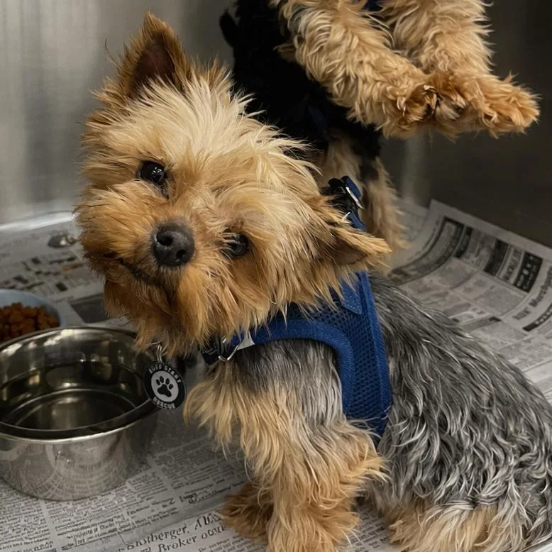 Tsunami D thumbnail 2