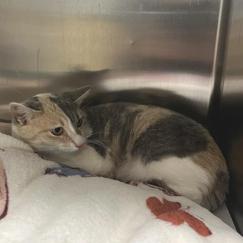 An adult medium-sized female Calico Domestic Short Hair cat named Meye for adoption in East Hampton, NY