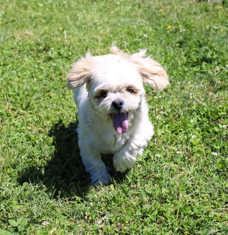 An adult small-sized female White / Cream Lhasa Apso dog named Ewe for adoption in Neosho, MO