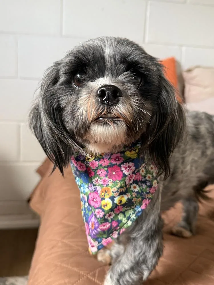 An adult small-sized female Tricolor (Brown, Black, & White) Shih Tzu dog named Penny for adoption in San Leon, TX