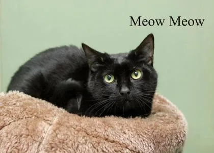 Meow Meow