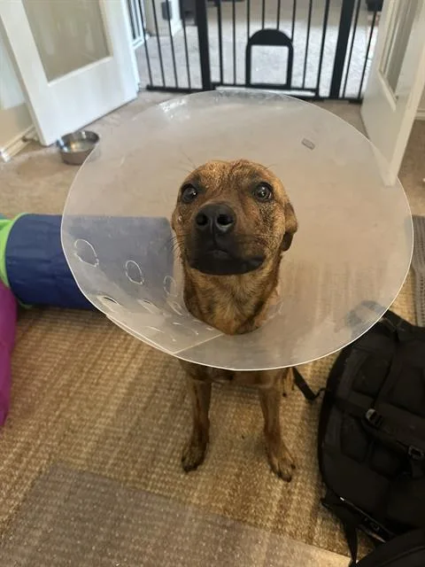 A young medium-sized male Terrier dog named Crunchwrap for adoption in San Antonio, TX