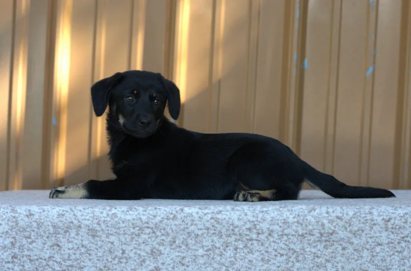 A baby medium-sized female Bicolor Mixed Breed dog named Joan Jett for adoption in Hoquiam, WA