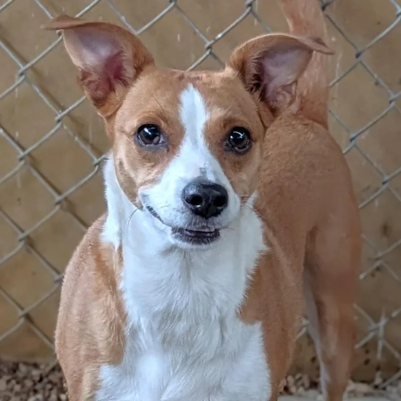 An adult medium-sized female Red / Chestnut / Orange Rat Terrier dog named Leah for adoption in Buchanan Dam, TX