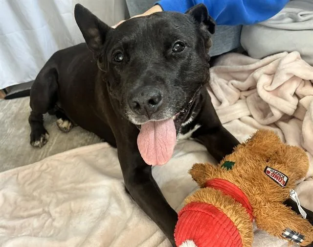 An adult large-sized male Pit Bull Terrier dog named Maynard for adoption in Tucson, AZ
