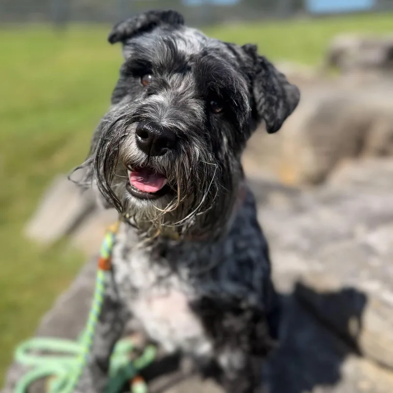 An adult medium-sized male Schnauzer dog named Max for adoption in Thompson's Station, TN