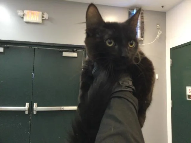 A baby small-sized male Domestic Short Hair cat named A for adoption in Thousand Palms, CA
