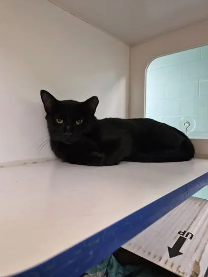 An adult small-sized male Domestic Short Hair cat named Butternut for adoption in Vero Beach, FL