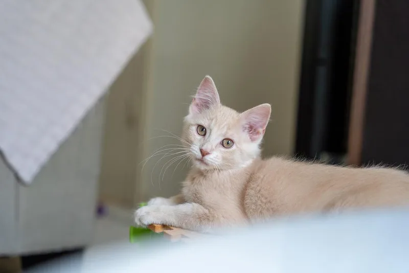 A baby small-sized male Domestic Medium Hair cat named Groot for adoption in Dallas, TX