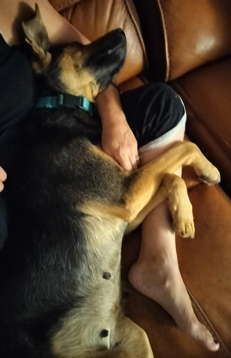 Dutchess  Mi thumbnail 2