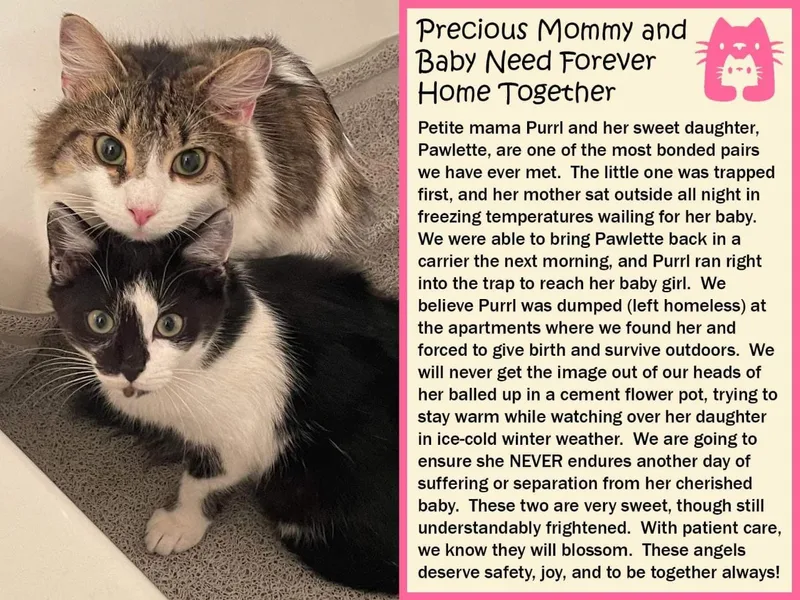 An adult medium-sized female Domestic Long Hair cat named Baby and Momma for adoption in Charlotte, NC