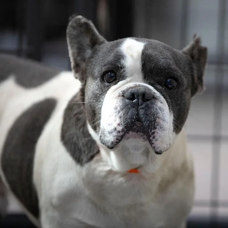 A senior medium-sized male White / Cream French Bulldog dog named Rumble for adoption in Peyton, CO