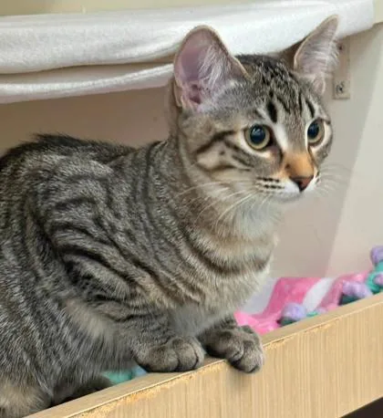 A baby small-sized female Brown / Chocolate Domestic Short Hair cat named Pam Beesly for adoption in Kansas City, MO