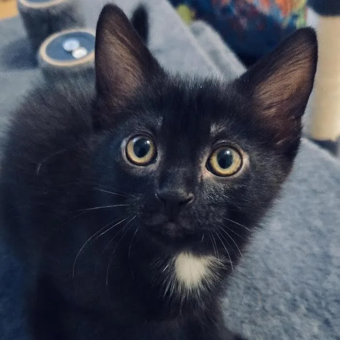 A baby small-sized female Black Domestic Short Hair cat named Yoko for adoption in Fort Worth, TX