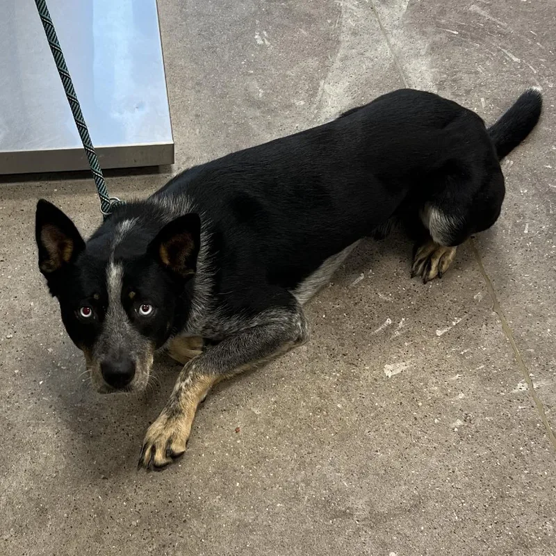 An adult medium-sized male Black Mixed Breed dog named Rufus for adoption in Las Cruces, NM
