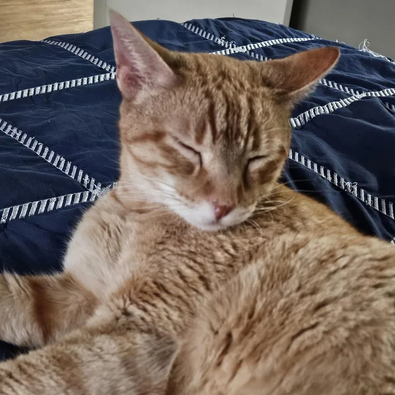 Cuddlebug thumbnail 2