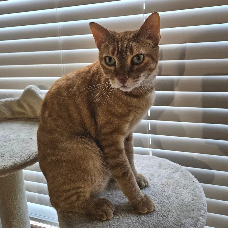 Cuddlebug thumbnail 3