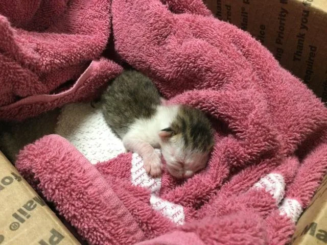 A baby small-sized male Domestic Short Hair cat named Sammy for adoption in Riverside, CA
