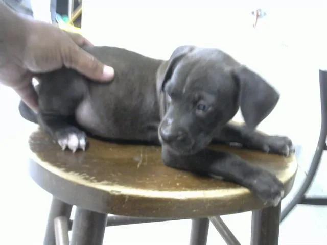 A baby small-sized male Pit Bull Terrier dog named Martin for adoption in Pasadena, TX