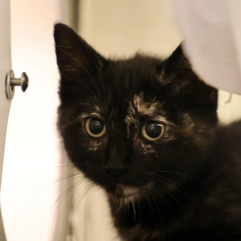A baby small-sized female Tortoiseshell Domestic Short Hair cat named Cedar for adoption in Briarcliff Manor, NY