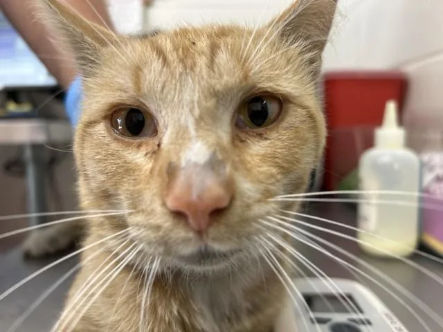 A young small-sized male Domestic Short Hair cat named Mike for adoption in San Bernardino, CA