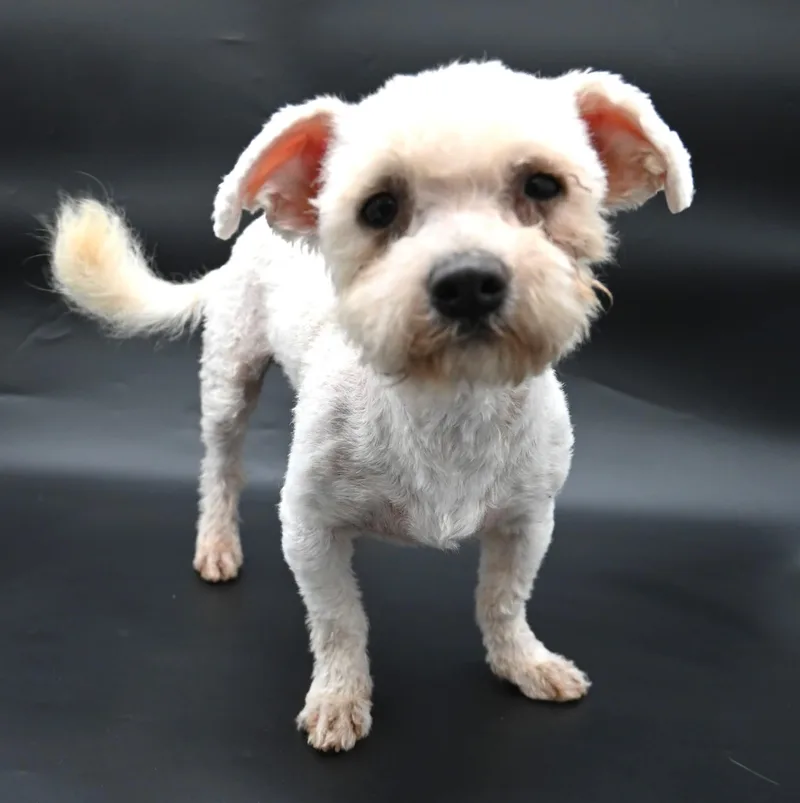 A young small-sized male Maltipoo dog named Lorax. for adoption in Mobile, AL