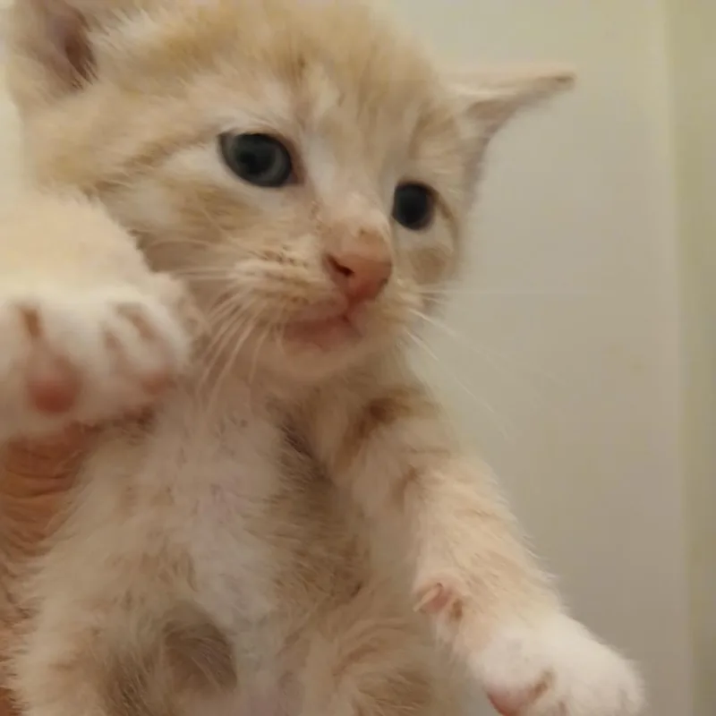A baby small-sized male Orange / Red Domestic Short Hair cat named Bob for adoption in Wadena, MN