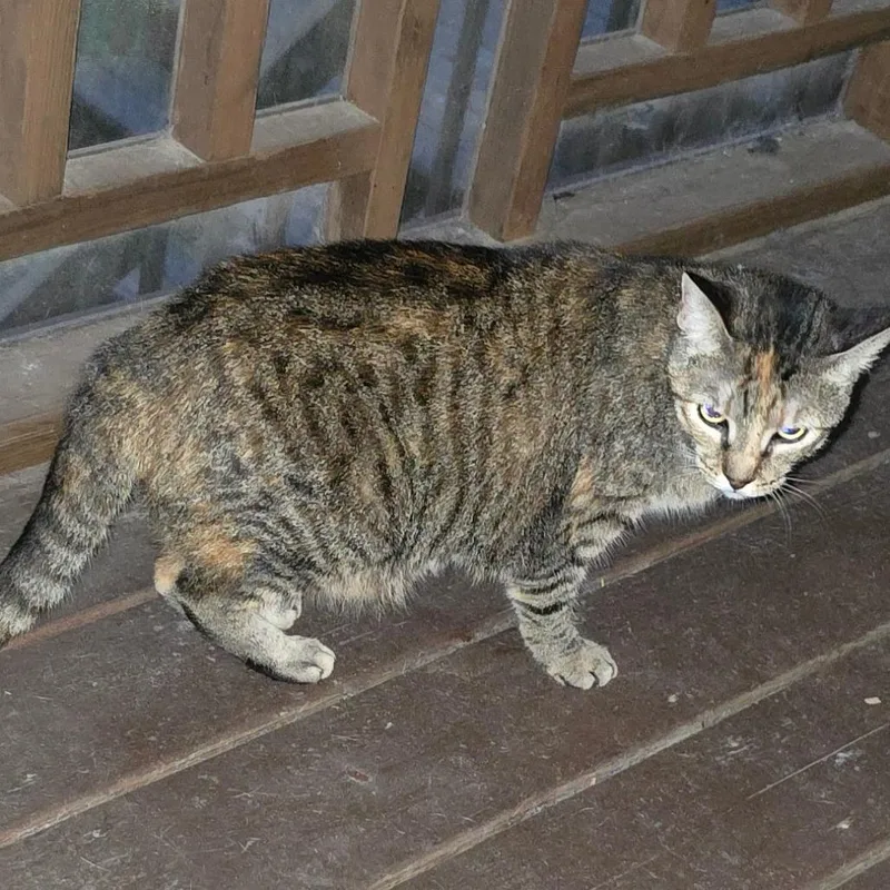 An adult extra large-sized female Gray / Blue / Silver Domestic Short Hair cat named Mystery for adoption in Bedford, NH