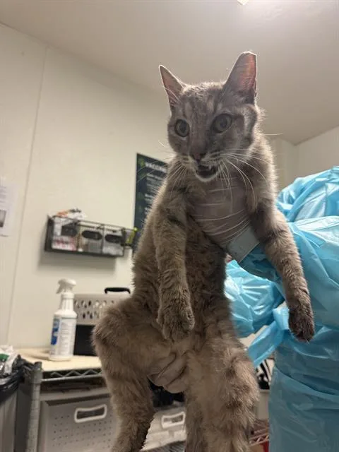 A young small-sized female Domestic Short Hair cat named Isabel for adoption in Bakersfield, CA