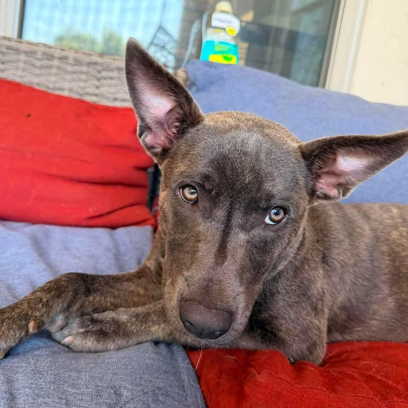 A baby medium-sized female Gray / Blue / Silver Pit Bull Terrier dog named Zoya for adoption in Warren, RI