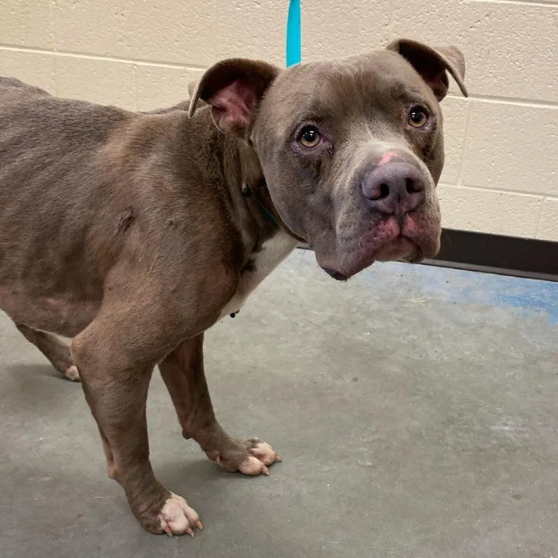 An adult medium-sized male Gray / Blue / Silver Mixed Breed dog named Buckley for adoption in Memphis, TN