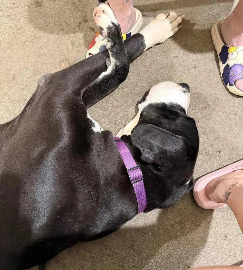 An adult large-sized male Great Dane dog named Woody for adoption in Eagan, MN