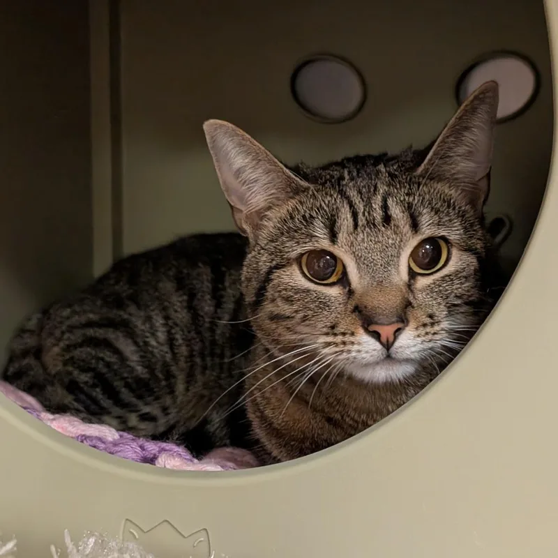 An adult medium-sized female Brown / Chocolate Domestic Short Hair cat named Stormy for adoption in Titusville, FL