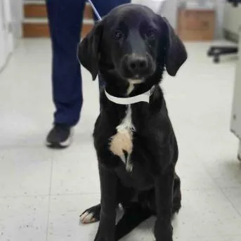 A young medium-sized male Black Labrador Retriever dog named Waldo for adoption in Fairfax, VA