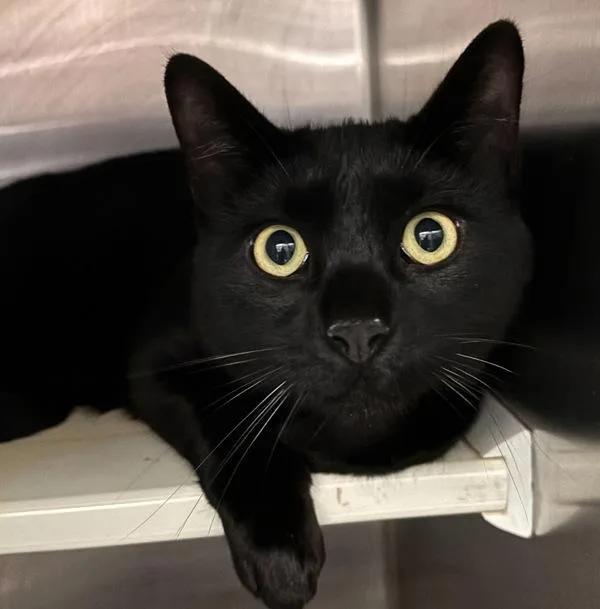 A young medium-sized male Domestic Short Hair cat named Luzerne for adoption in Des Moines, IA