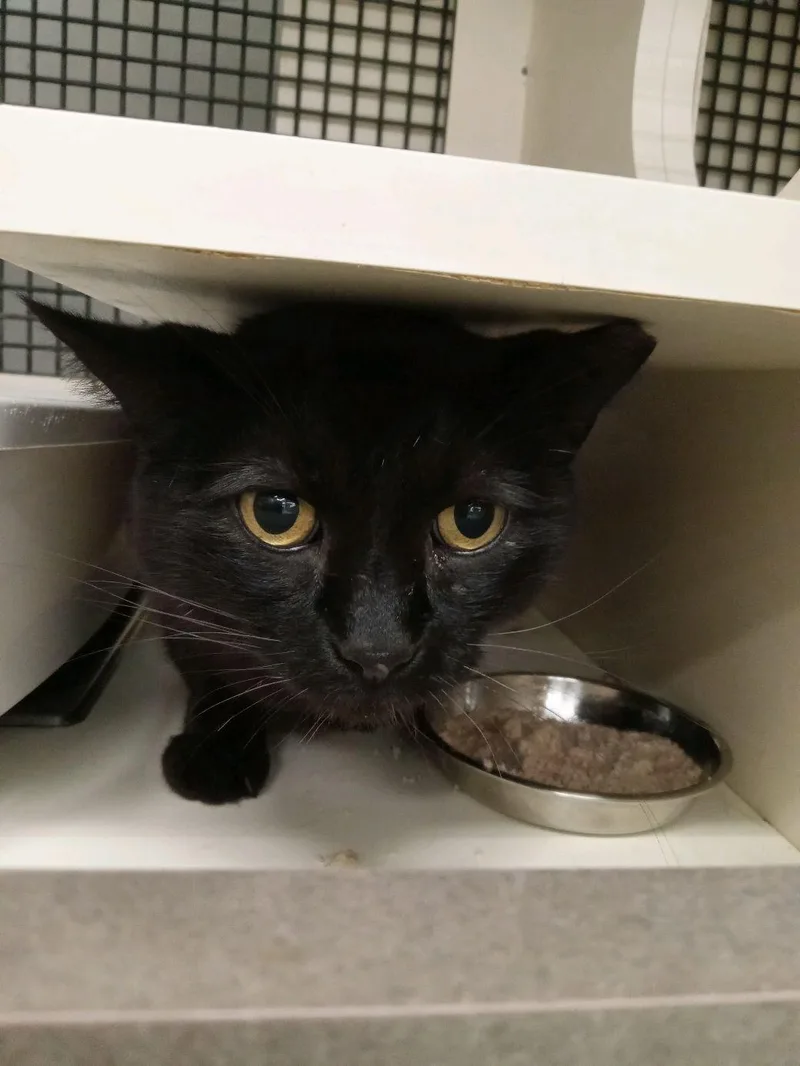 An adult medium-sized female Black Domestic Short Hair cat named Soot for adoption in Easley, SC