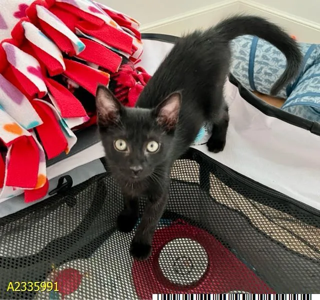 A baby small-sized female Domestic Short Hair cat named Mousey for adoption in West Palm Beach, FL